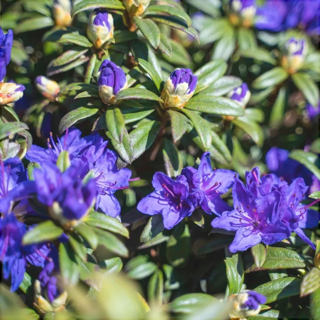 Rhododendron "Blue Balon"