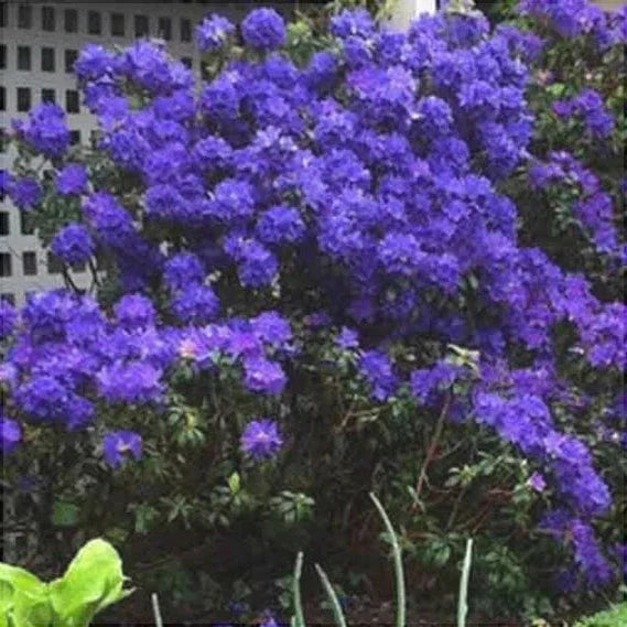 Rhododendron "Blue Balon"