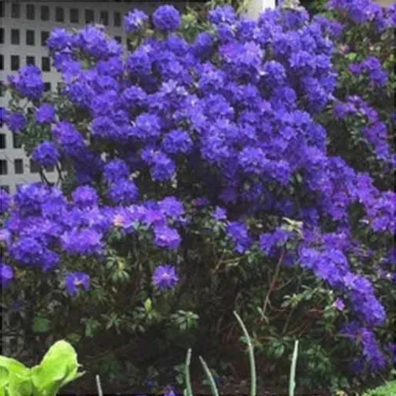 Rhododendron "Blue Balon",la Ghiveci P9