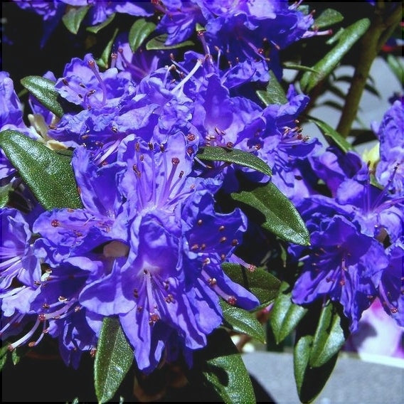 Rhododendron "Blue Balon",la Ghiveci P9