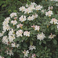 Rhododendron "Cunningham's White"
