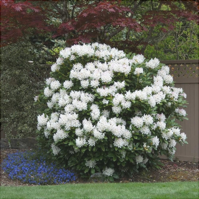 Rhododendron "Cunningham's White",la Ghiveci P9
