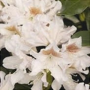 Rhododendron "Cunningham's White",la Ghiveci P9
