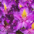 Rhododendron "Libretto"