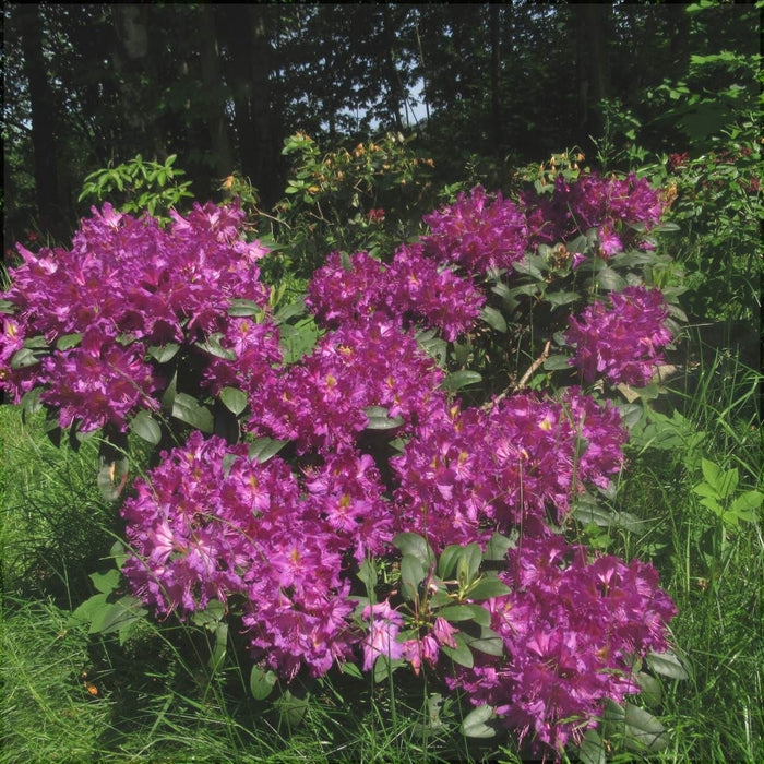 Rhododendron "Libretto",la Ghiveci P9