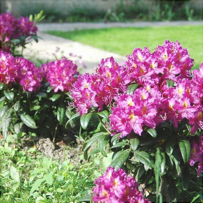 Rhododendron "Libretto",la Ghiveci P9