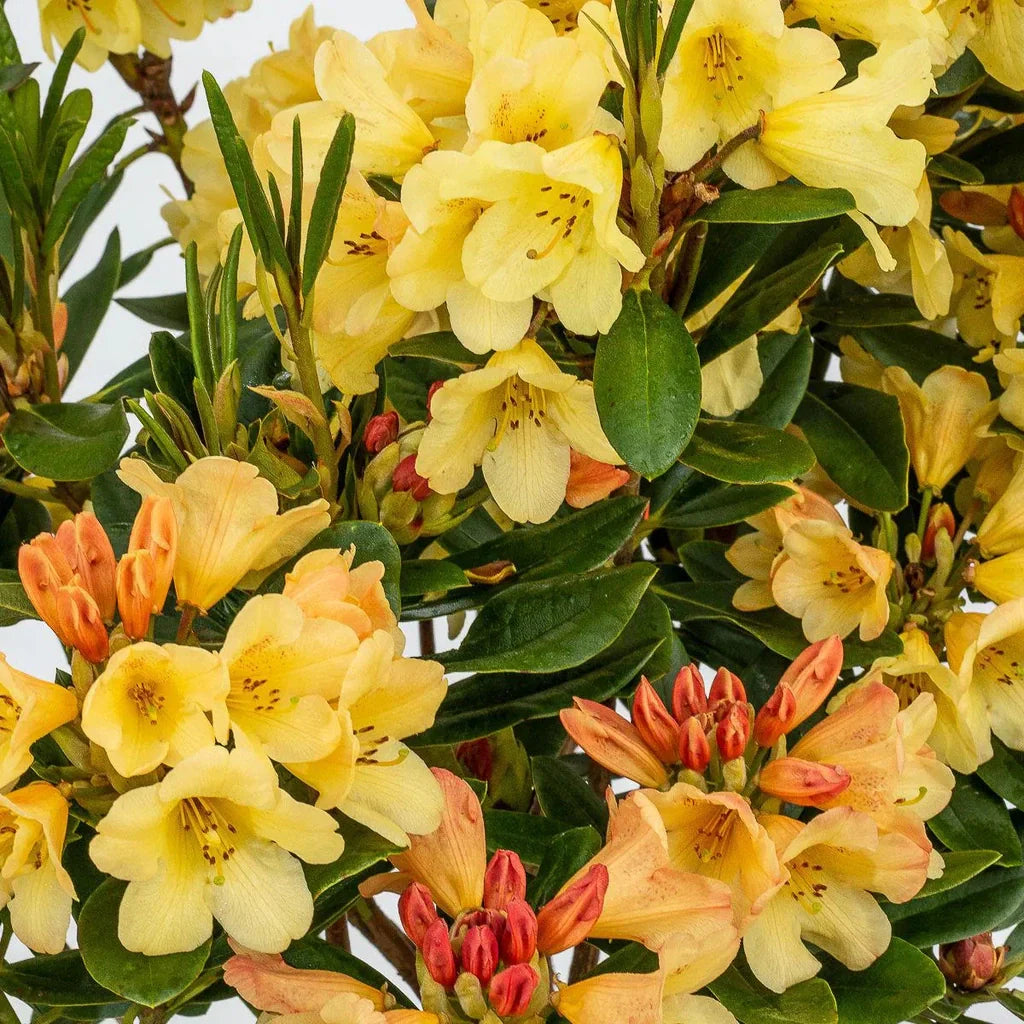 Rhododendron "Moon Fire"