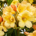 Rhododendron "Moon Fire"