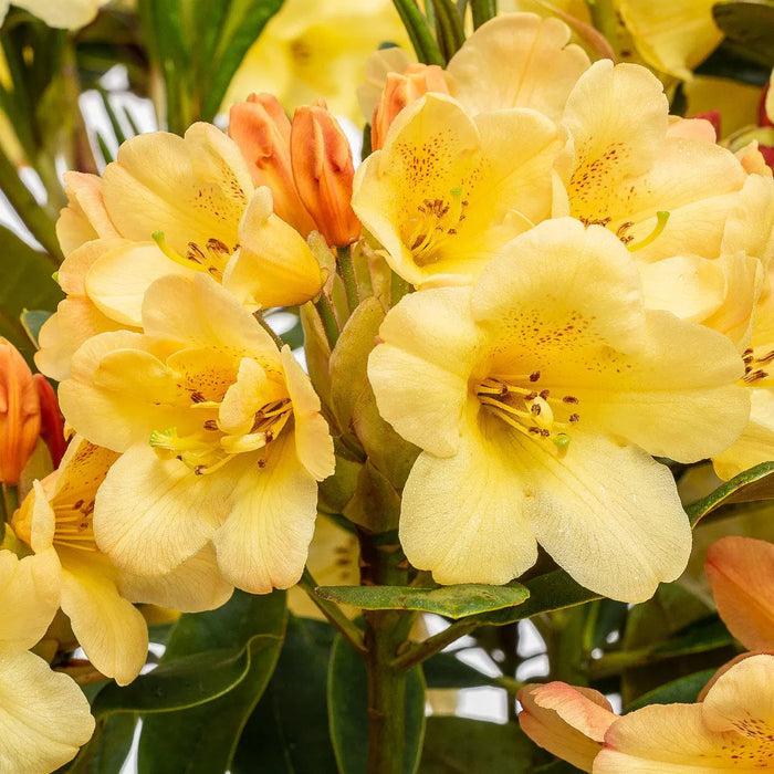 Rhododendron "Moon Fire",la Ghiveci P9