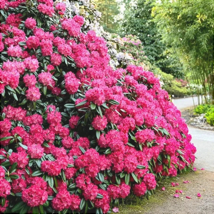 Rhododendron "Morgenrot",la Ghiveci P9