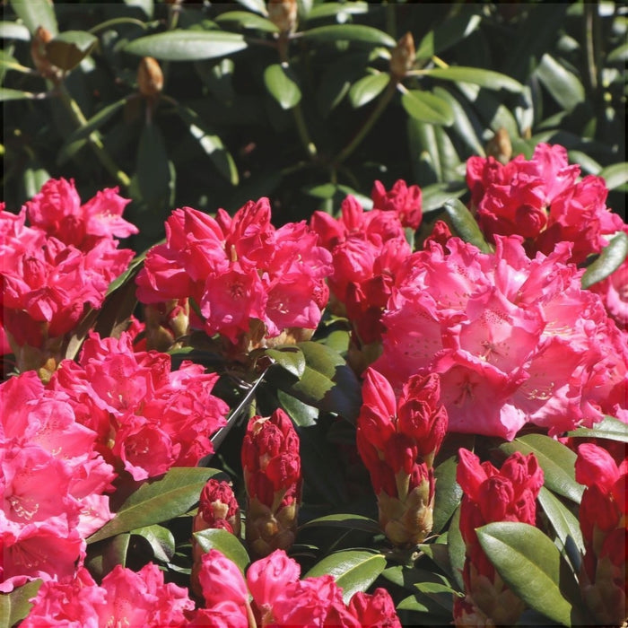 Rhododendron "Morgenrot",la Ghiveci P9