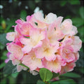 Rhododendron "Percy Wiseman"