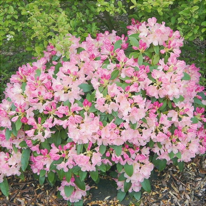 Rhododendron "Percy Wiseman",la Ghiveci P9