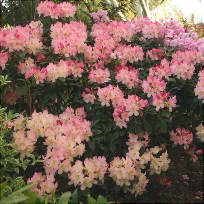 Rhododendron "Percy Wiseman",la Ghiveci P9