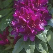 Rhododendron "Polarnacht"