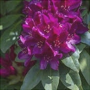 Rhododendron "Polarnacht",la Ghiveci P9