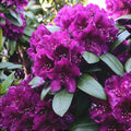 Rhododendron "Polarnacht"