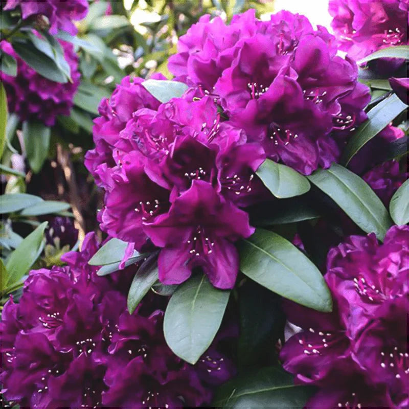Rhododendron "Polarnacht"