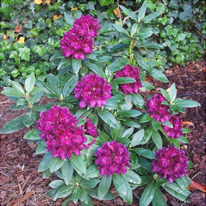 Rhododendron "Polarnacht",la Ghiveci P9