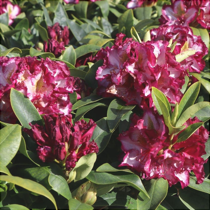 Rhododendron "Pushy Purple",la Ghiveci P9