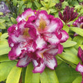 Rhododendron "Pushy Purple"