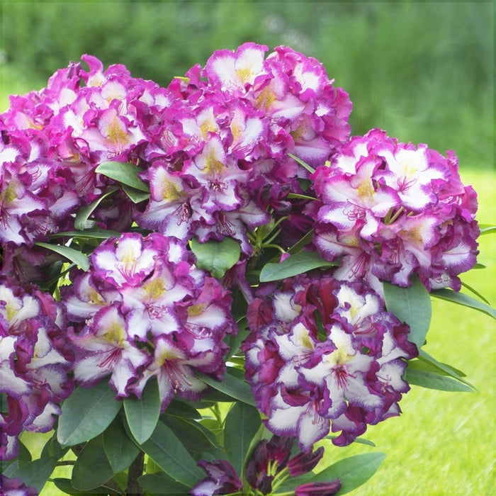Rhododendron "Pushy Purple",la Ghiveci P9