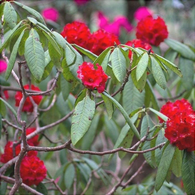 Rhododendron "Red Jack",la Ghiveci P9