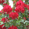 Rhododendron "Red Jack"