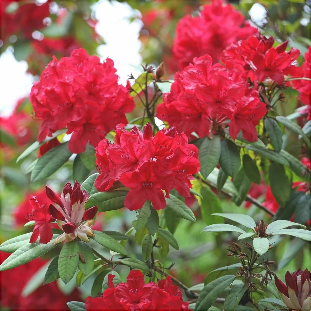 Rhododendron "Red Jack"