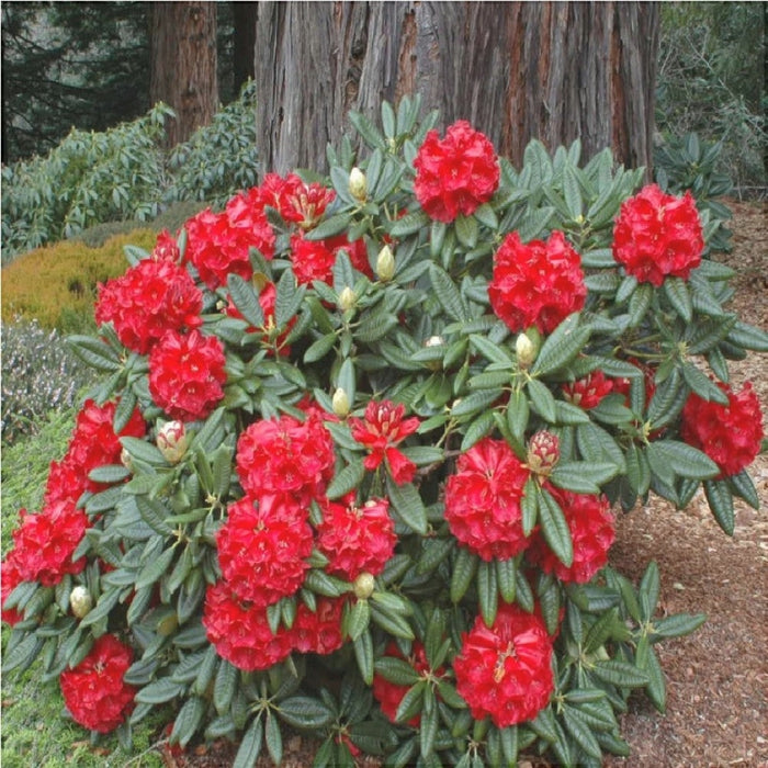 Rhododendron "Red Jack",la Ghiveci P9