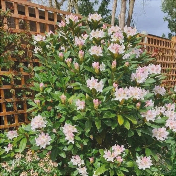 Rhododendron "Simsii"