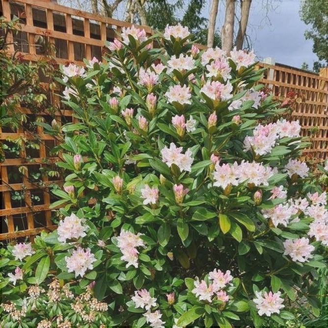 Rhododendron "Simsii",la Ghiveci P9