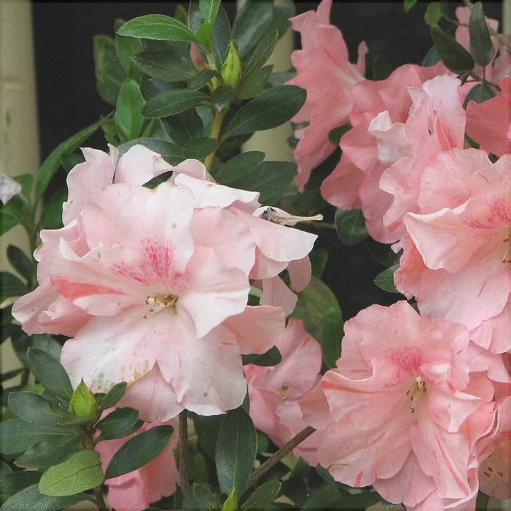 Rhododendron "Simsii"