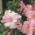 Rhododendron "Simsii"
