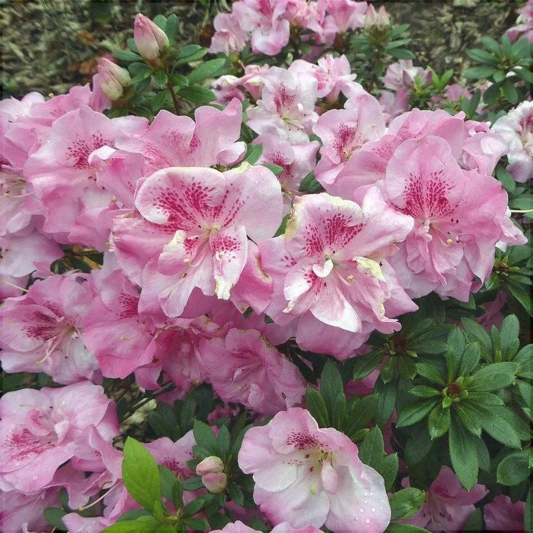 Rhododendron "Simsii"