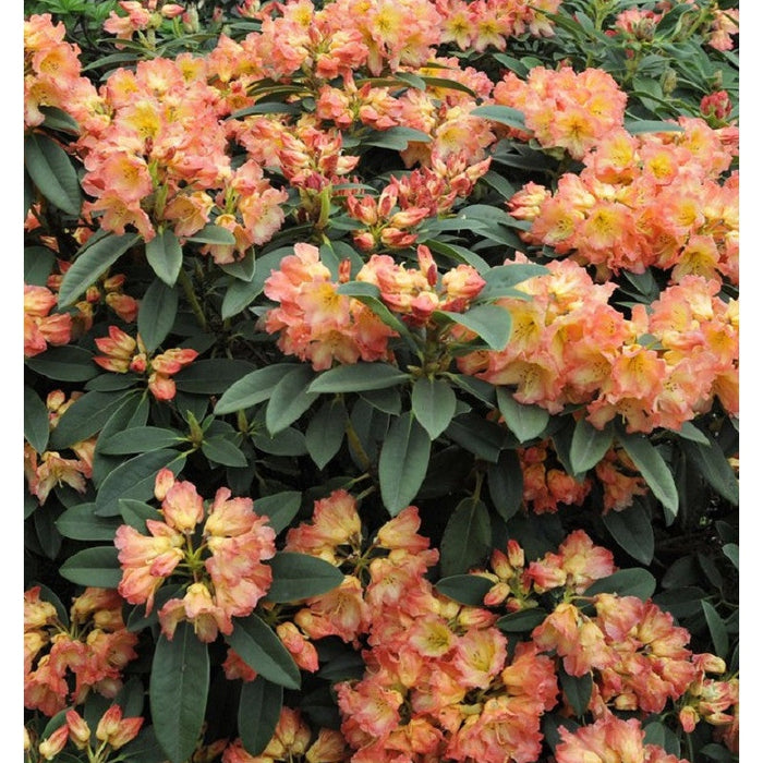 Rhododendron "Sun Fire" la Ghiveci P9