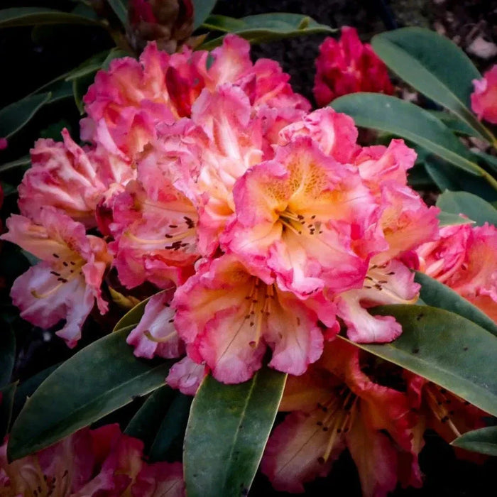Rhododendron "Sun Fire" la Ghiveci P9