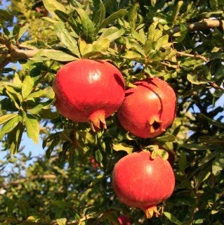 Rodiul Ruby Red