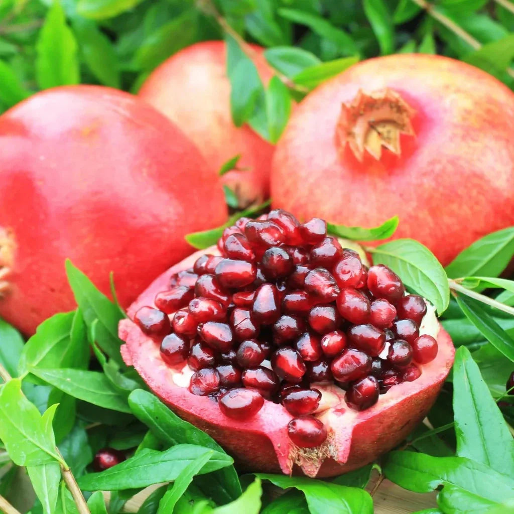 Rodiul "Granatum Wonderful"