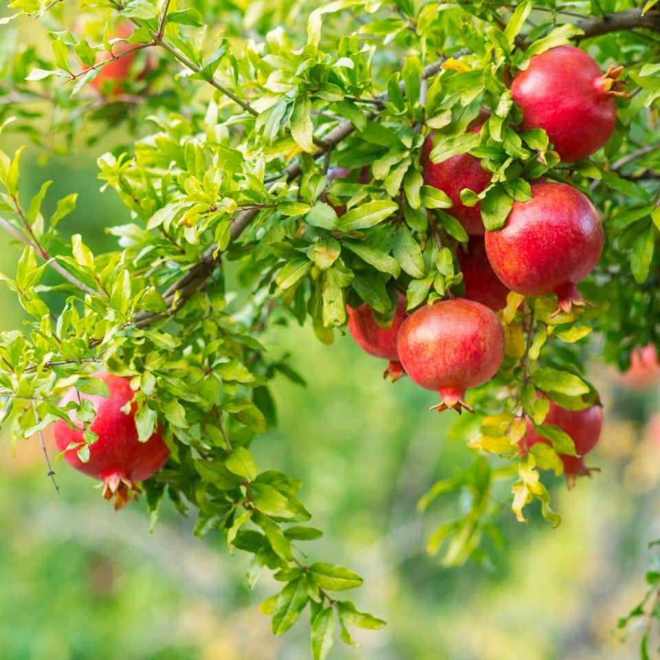 Rodiul "Granatum Wonderful"
