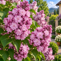 Liliac Syringa Vulgaris "Paul Thirion"