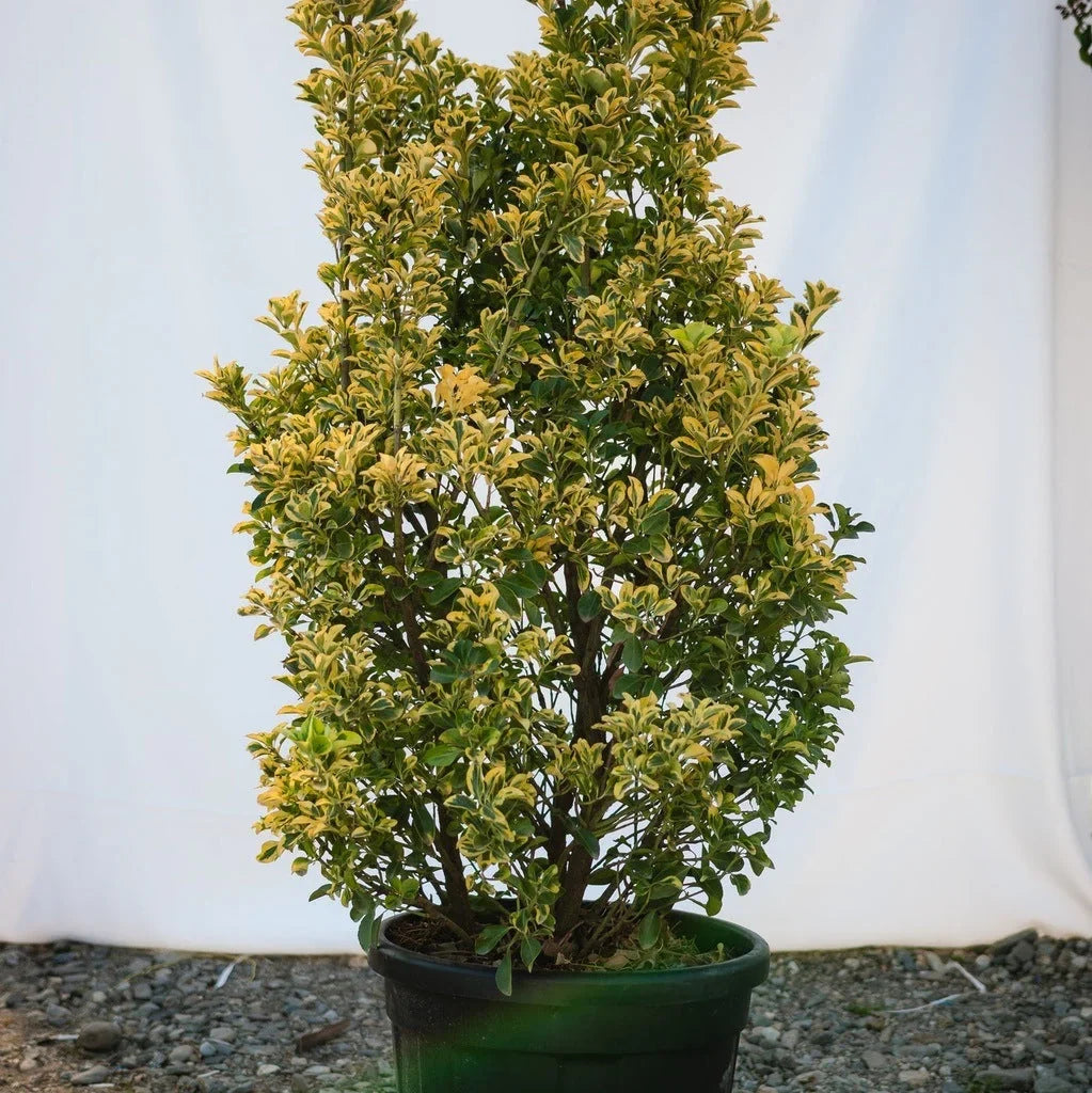 Salba Japoneză ”Euonymus”
