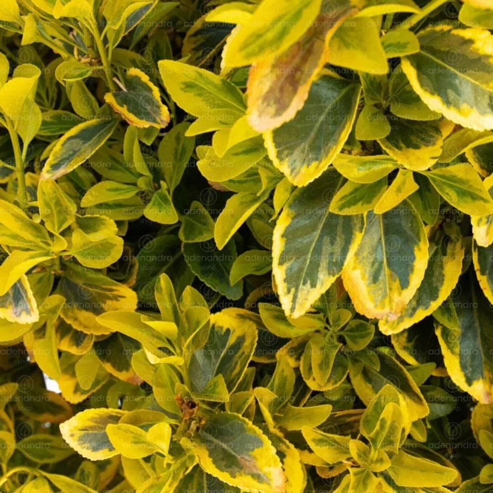 Salba Japoneză ”Euonymus”