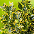 Salba Japoneză ”Euonymus”