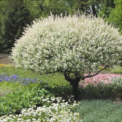 Salcie Japoneză, la Ghiveci de 3L, 1 Bucată – plantă ornamentală | Regatul Plantelor