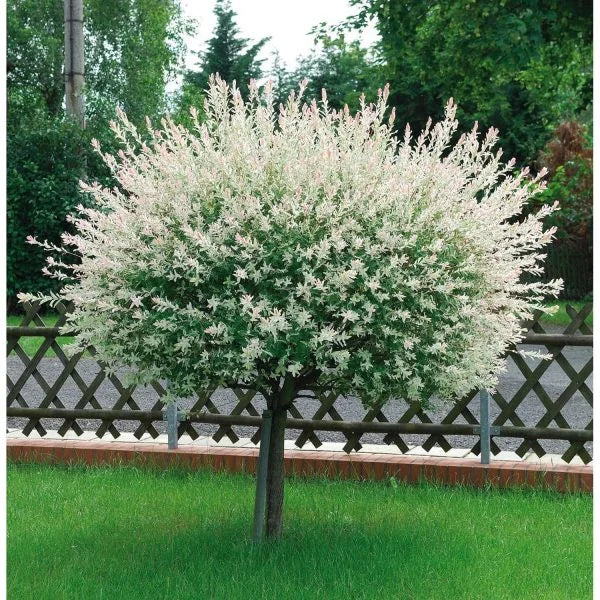 Salix Integra ”Hakuro-Nishiki” la ghiveci