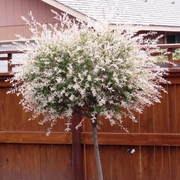 Salix Integra ”Hakuro-Nishiki” la ghiveci