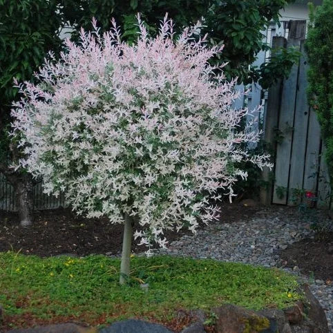 Salix Integra ”Hakuro-Nishiki” la ghiveci