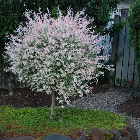 Salix Integra Hakuro-Nishiki la Ghiveci de 6 litri,200 cm  1 Bucata