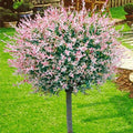 Salix Integra ”Hakuro-Nishiki” la ghiveci